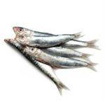 Poissons frais-sardines - 4 pièces-POISSONNERIE SOHIER