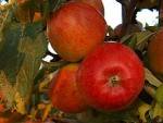 Fruits frais Pomme Jazz Bio- Kg VERGER MITAN CRANNE