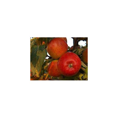 Pomme Jazz Bio- KgFruits fraisVERGER MITAN CRANNE