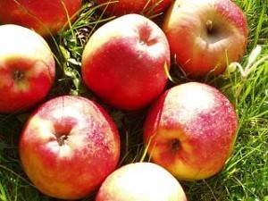 Les fruits d'ici Pomme Biologique - Schenwell au kg VERGERS DE L'ILLE