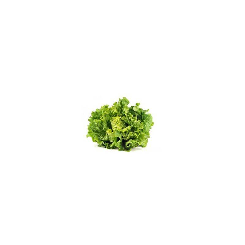 Salades, herbes aromatiques-Batavia biologique verte-RONAN LE GALL