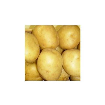 Poireaux et pommes de terre-Pommes de terre nouvelle- Sirtema au KG-GAEC BOCEL