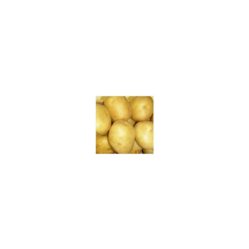 Poireaux, pommes de terre-Pommes de terre primeur- Sirtema au KG-GAEC BOCEL NON BIO Poireaux, pommes de terre-Pommes de terre primeur- Sirtema au KG-GAEC BOCEL NON BIO