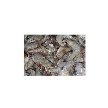 Coquillages et crustacés-crevettes grises (cuites) - 100 grs env.-POISSONNERIE SOHIER