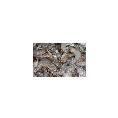 crevettes grises (cuites) - 100 grs env.Coquillages et crustacésPOISSONNERIE SOHIER