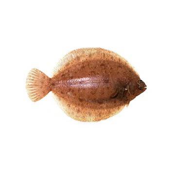 Poissons frais-Limande sole - Pièce de 280 g env-POISSONNERIE SOHIER