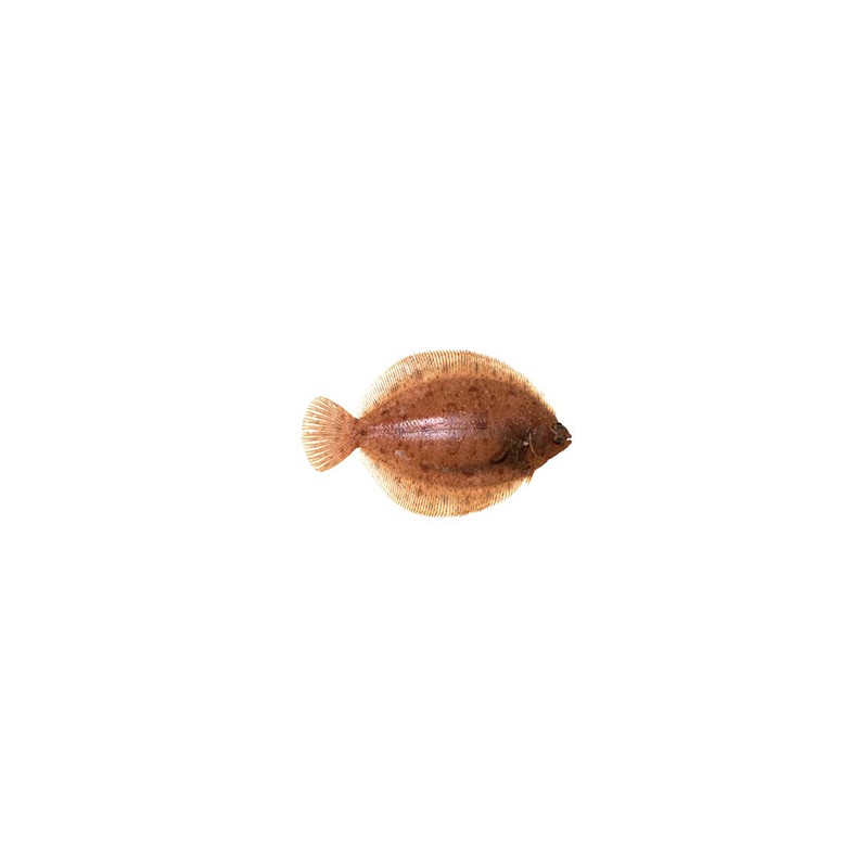 Limande sole - PiècePoissons fraisPOISSONNERIE SOHIER