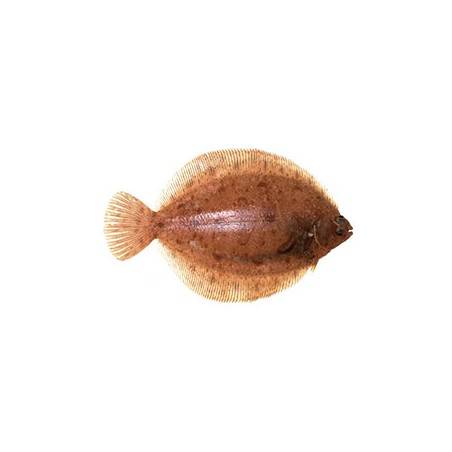 Limande sole - PiècePoissons fraisPOISSONNERIE SOHIER