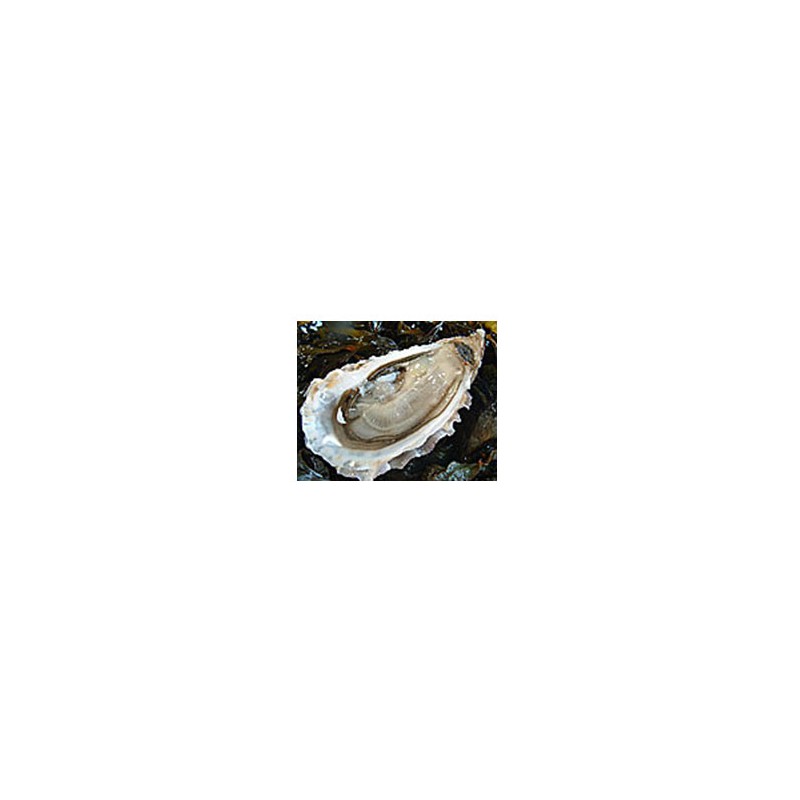 Poissonnerie-huitres creuses de cancale N°3 - La douzaine-La criée Rennaise Poissonnerie-huitres creuses de cancale N°3 - La douzaine-La criée Rennaise