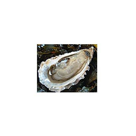 huitres creuses de cancale N°3 -Par 24Coquillages et crustacésLa criée Rennaise