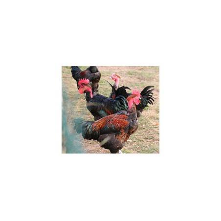 Poulet Cou nu Noir - de 1.5 à 1.8 KgViandes et charcuterieFERME HAIE DUVAL