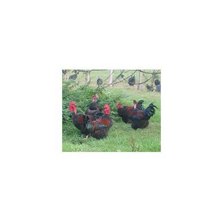Poulet Cou nu Noir - de 1.8 à 2.2 KgViandes et charcuterieFERME HAIE DUVAL