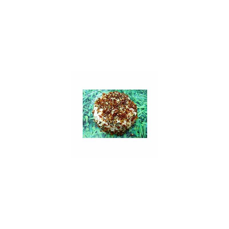 Le frais-crottin chevre bio bruschetta - 100 g-LA CAPRARIUS Le frais-crottin chevre bio bruschetta - 100 g-LA CAPRARIUS