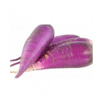 Choux, radis ...-Radis violet bio - 500 grs env-LEGUMES DE VALBO