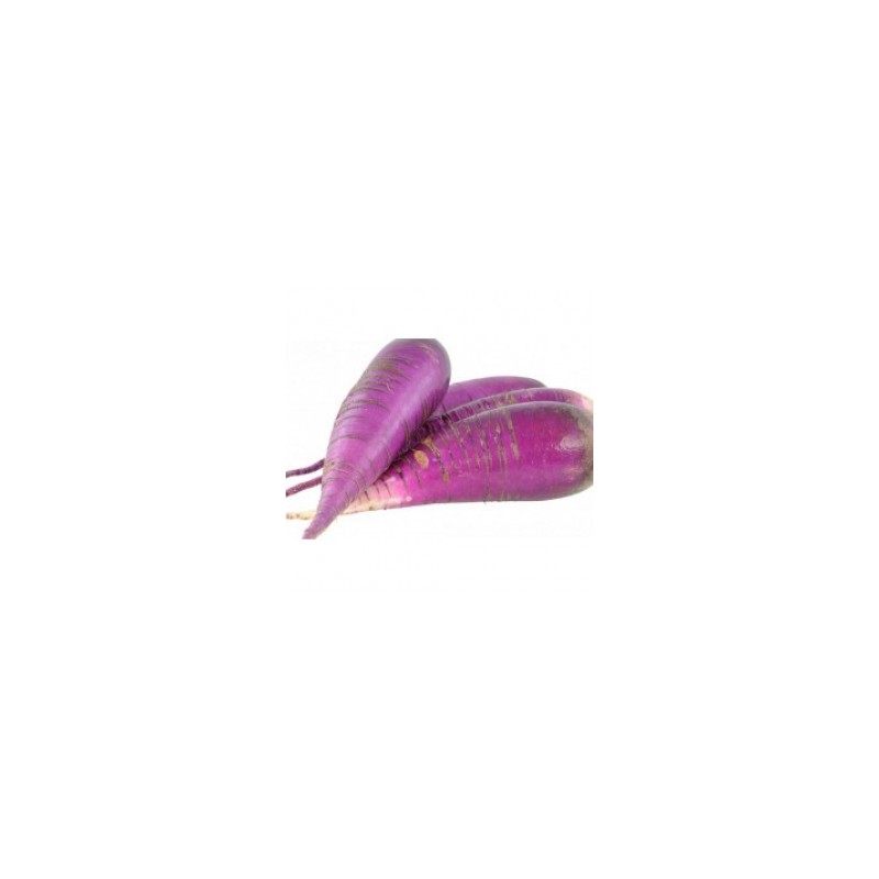 Choux, radis ...-Radis violet bio - 500 grs env-LEGUMES DE VALBO Choux, radis ...-Radis violet bio - 500 grs env-LEGUMES DE VALBO