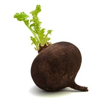 Choux, épinard, radis, champignons-Radis noir bio rond- 500 grs env-LEGUMES DE VALBO