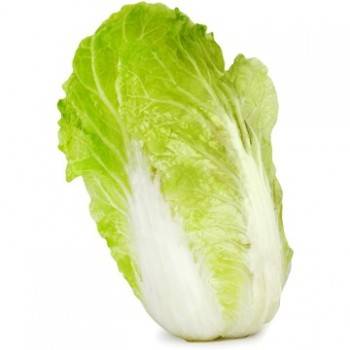 Légumes biologiques-Chou Chinois (petit) bio- La pièce-RONAN LE GALL