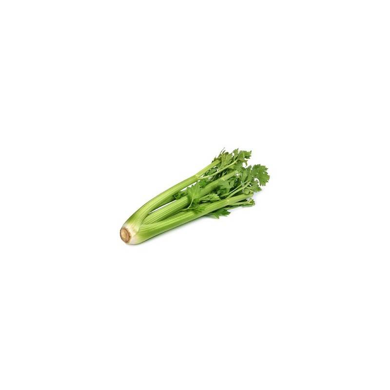 Légumes biologiques-Celeri branche bio- la botte-RONAN LE GALL