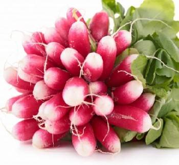 Légumes biologiques-Radis rose bio - la Botte-RONAN LE GALL