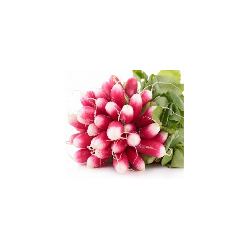 Légumes biologiques-Radis rose biologique - la Botte-RONAN LE GALL Légumes biologiques-Radis rose biologique - la Botte-RONAN LE GALL