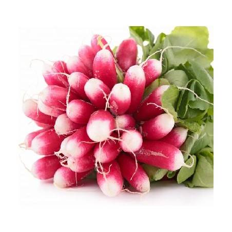 Radis rose bio - la BotteDivers légumes frais bioBIO RENNES