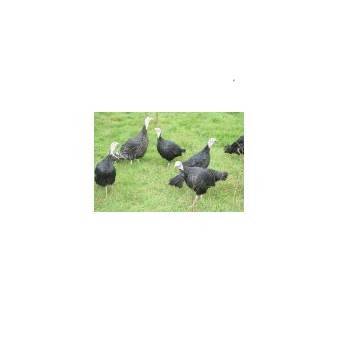 viandes festives-Dinde noire (8pers) Haie Du Val- 3.3 à 3.7 Kg-FERME HAIE DUVAL