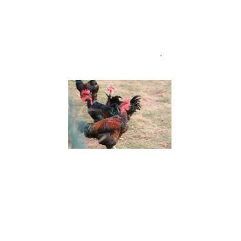 Volailles festives : Chapons, Dindes et pintades-Chapon (8/10 pers) Haie Du Val- 3.5 à 4.00 Kg-FERME HAIE DUVAL