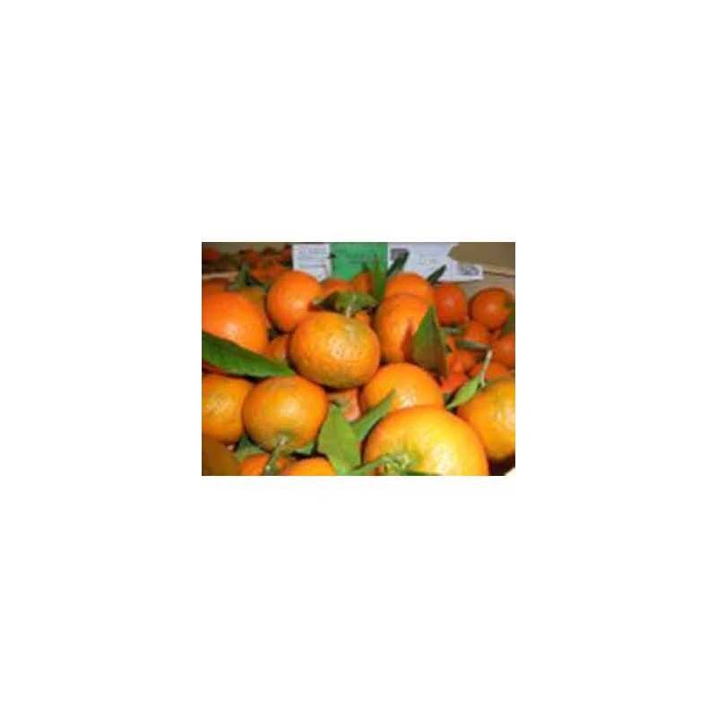 Clémentine (Espagne) BIO - 500 grsFruits fraisBIO RENNES