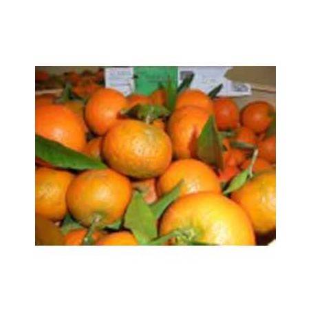 Clémentine (Espagne) BIO - 500 grsFruits fraisBIO RENNES