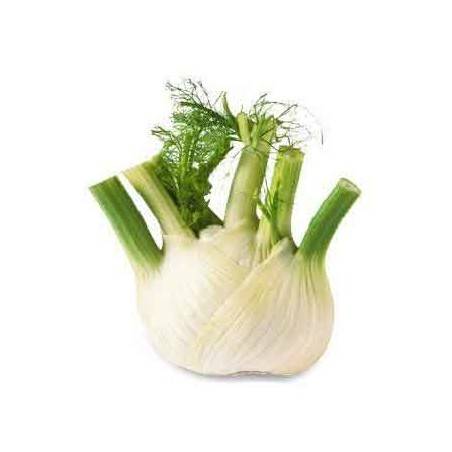 Fenouil  bio- 500 g env.Divers légumes frais bioMarie et Ludovic