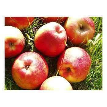 Les fruits d'ici Pomme royal red bio - Kg BIO RENNES