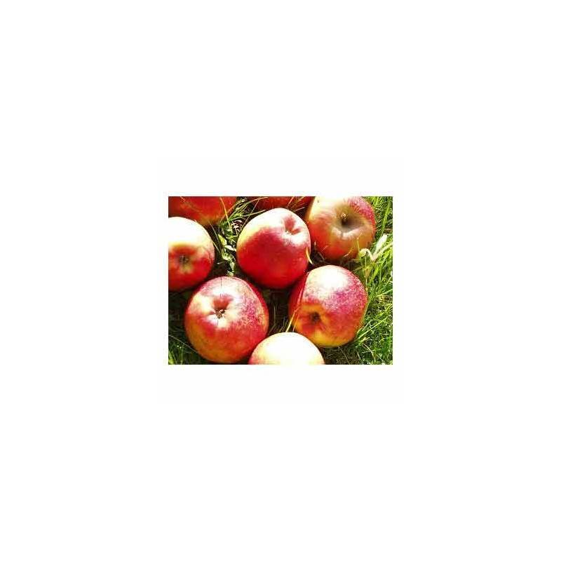 Les fruits d'ici Pomme royal red bio - Kg BIO RENNES Les fruits d'ici Pomme royal red bio - Kg BIO RENNES