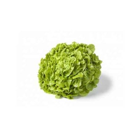 Feuille De Chêne Bio Verte - UnitéSalades et aromatesRONAN LE GALL