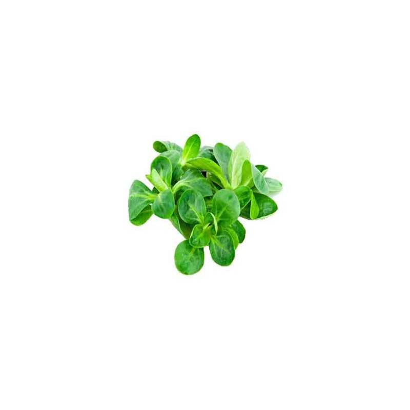 Salades et aromates-Mâche biologique- 100 g-RONAN LE GALL Salades et aromates-Mâche biologique- 100 g-RONAN LE GALL