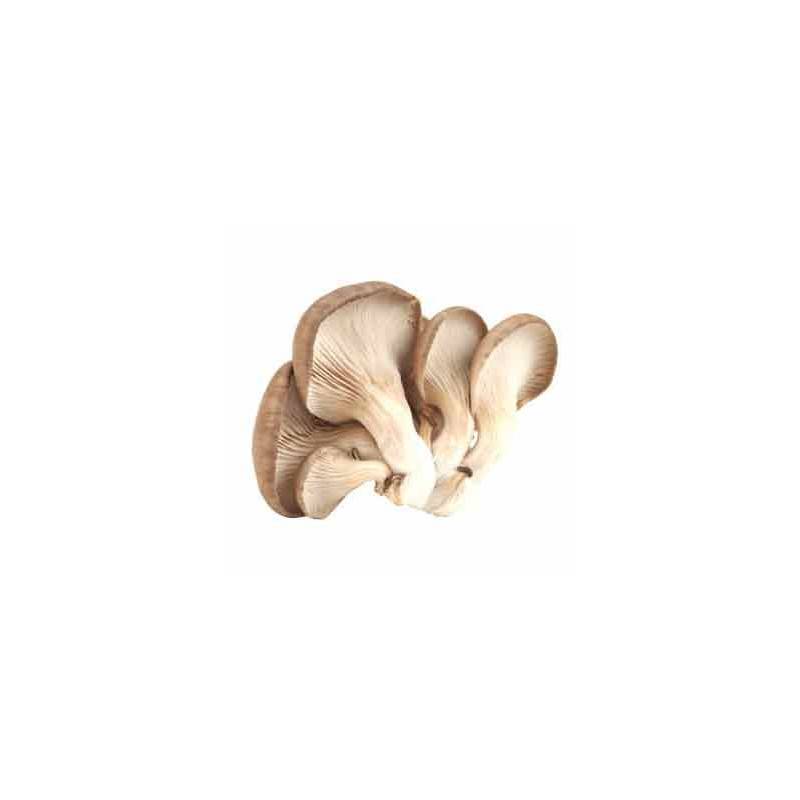 Choux, radis ...-Pleurote - par 500 g-SUBERY NON BIO Choux, radis ...-Pleurote - par 500 g-SUBERY NON BIO