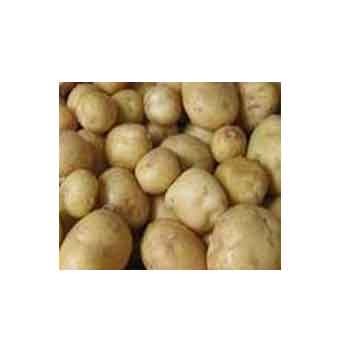 Poireaux, pommes de terre-Pommes de terre- Europa 10 kg-GAEC BOCEL NON BIO