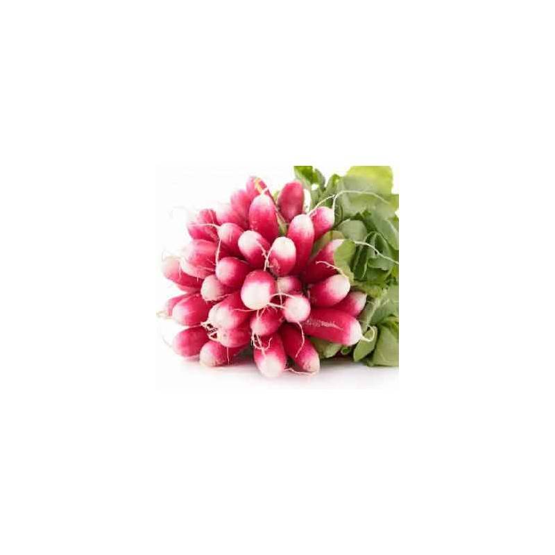 Fruits et légumes Radis (bocel) -la botte GAEC BOCEL NON BIO Fruits et légumes Radis (bocel) -la botte GAEC BOCEL NON BIO