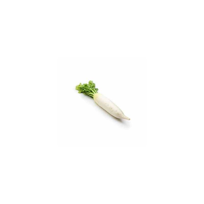 Légumes biologiques-Radis Daïkon bio long - la pièce-LEGUMES DE VALBO Légumes biologiques-Radis Daïkon bio long - la pièce-LEGUMES DE VALBO