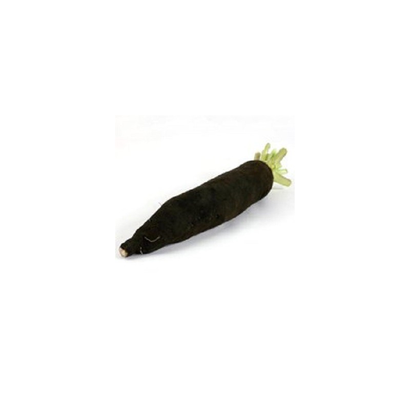 Choux, radis ...-Radis noir long bio - la pièce-RONAN LE GALL Choux, radis ...-Radis noir long bio - la pièce-RONAN LE GALL