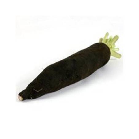 Radis noir long bio - la pièceChoux, épinard, radisBIO RENNES