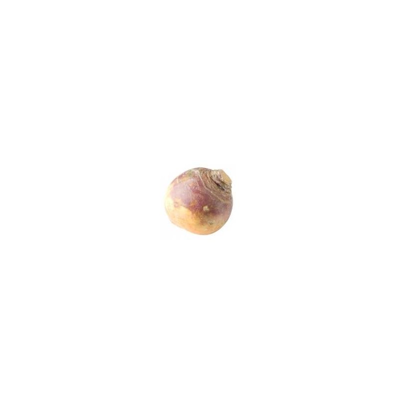 Légumes biologiques-rutabaga bio- kg-RONAN LE GALL Légumes biologiques-rutabaga bio- kg-RONAN LE GALL