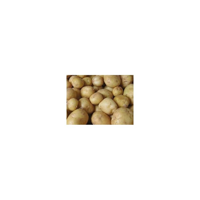 Poireaux, pommes de terre-Pommes de terre- charlotte par 10 KG-GAEC BOCEL NON BIO Poireaux, pommes de terre-Pommes de terre- charlotte par 10 KG-GAEC BOCEL NON BIO