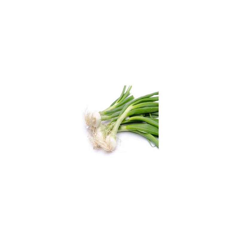 Ail, oignons et échalotes Oignon botte de pays - La botte LEGUMES DE VALBO Ail, oignons et échalotes Oignon botte de pays - La botte LEGUMES DE VALBO