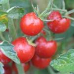 Tomates et concombres-Tomate cerise bio (Italie) - 250 g-BIO RENNES