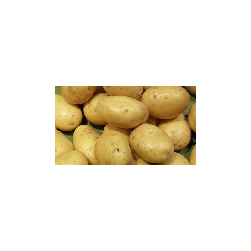 Poireaux, pommes de terre-Pommes de terre Bio Mona Lisa 2.5 kg-GABILLARD EARL Poireaux, pommes de terre-Pommes de terre Bio Mona Lisa 2.5 kg-GABILLARD EARL