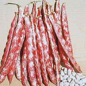 Haricot, petits pois et fêves-Haricot demi-sec bio- 500 grs-GABILLARD EARL