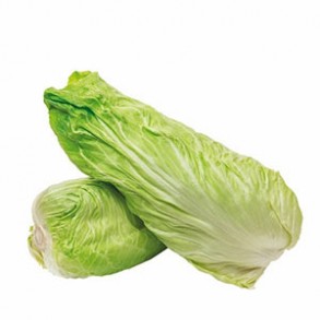 Salades Chicorée Pain de Sucre bio RONAN LE GALL