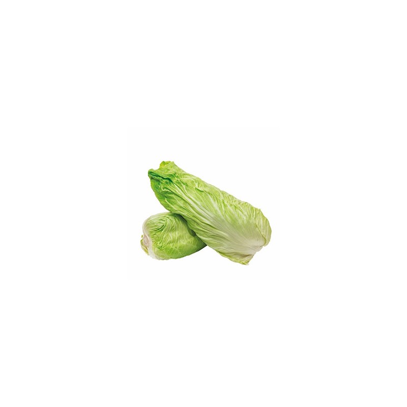 Salades Chicorée Pain de Sucre bio RONAN LE GALL Salades Chicorée Pain de Sucre bio RONAN LE GALL