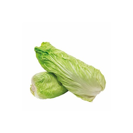 Chicorée Pain de Sucre bioSaladesRONAN LE GALL