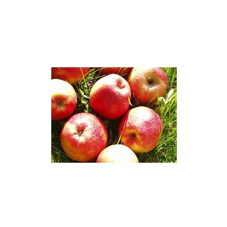 Pomme Biologique - Dalinette kgFruits fraisFRUITS DES BOIS